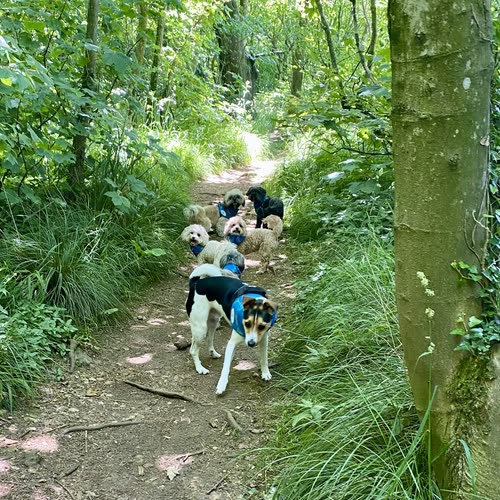The Paws Services micro-pack walking a shaded woodland path on a summer group walk near Hove