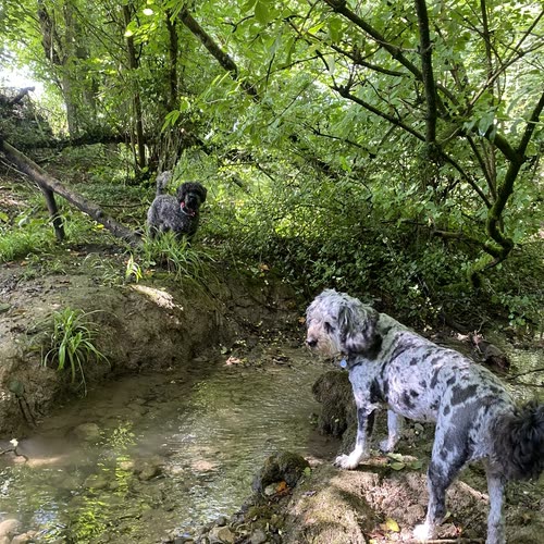 Two dogs pausing at a woodland stream on a countryside dog walk near Hove