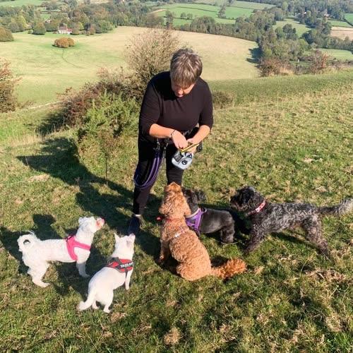 Hayley of Paws Services with the micro-pack gathered around her on a hillside walk in the Sussex countryside