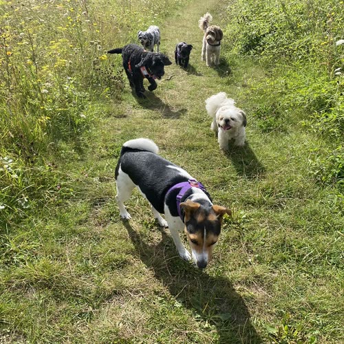 Small dogs from the micro-pack trotting along a sunny meadow path on a group dog walk near Brighton and Hove