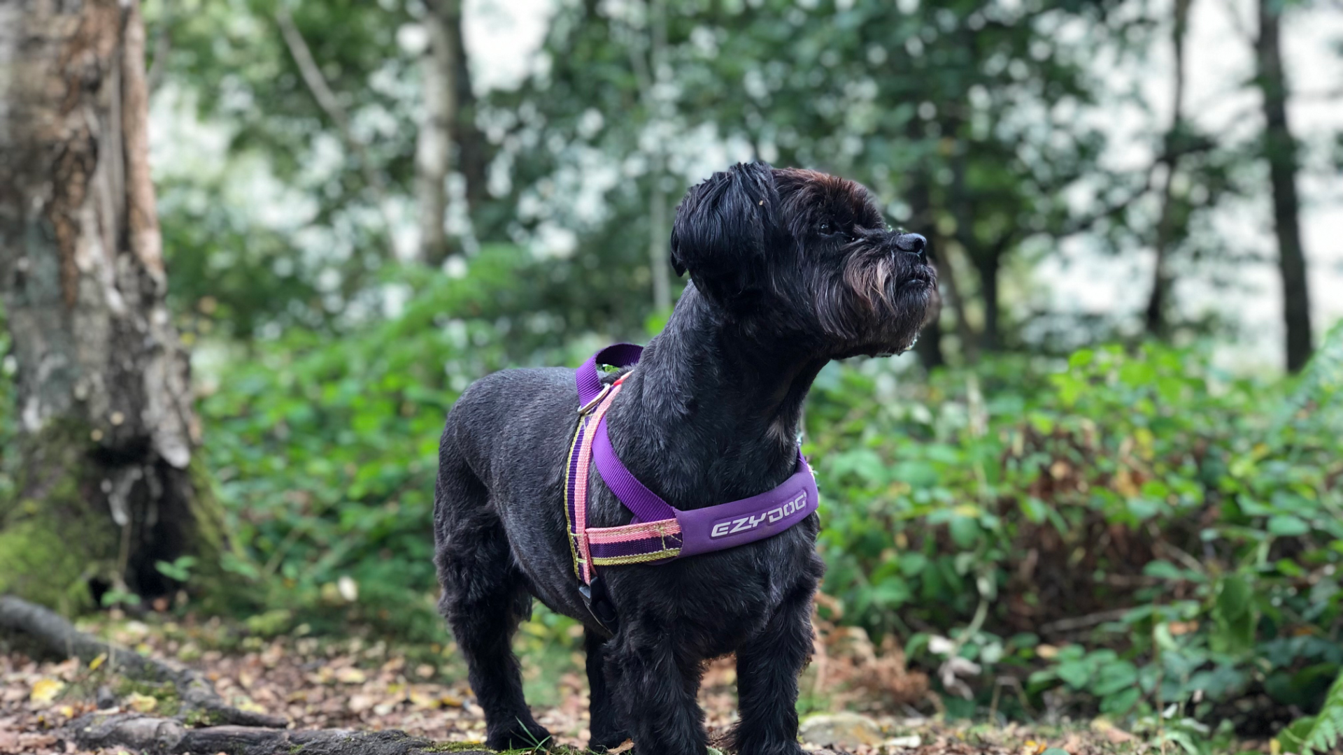 A happy dog out on a countryside walk with Paws Services near Hove