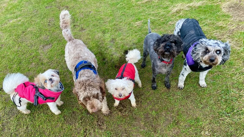 Five small dogs in waterproof coats gathered together on the grass during a Paws Services group walk near Hove